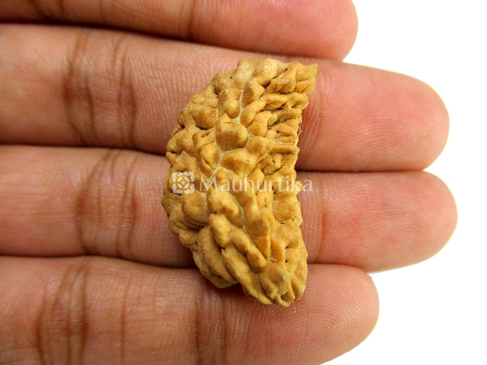 1 Mukhi Rudraksha - Lab Certified
