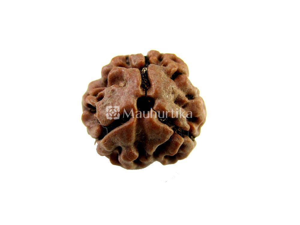 3 Mukhi, 4 Mukhi, 5 Mukhi, 6 Mukhi, 7 Mukhi Nepali Rudraksha Combo Pack - Lab Certified