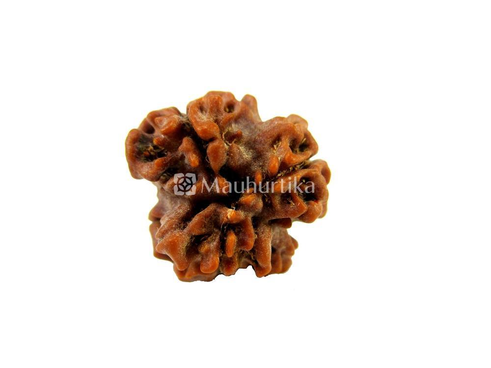 3 Mukhi Nepali Rudraksha - Lab Certified