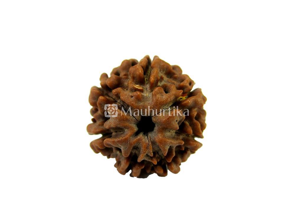 7 Mukhi Nepali Rudraksha - Lab Certified