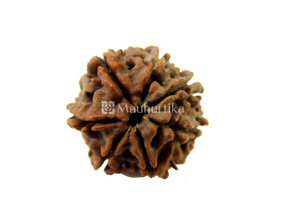 7 Mukhi Nepali Rudraksha - Lab Certified