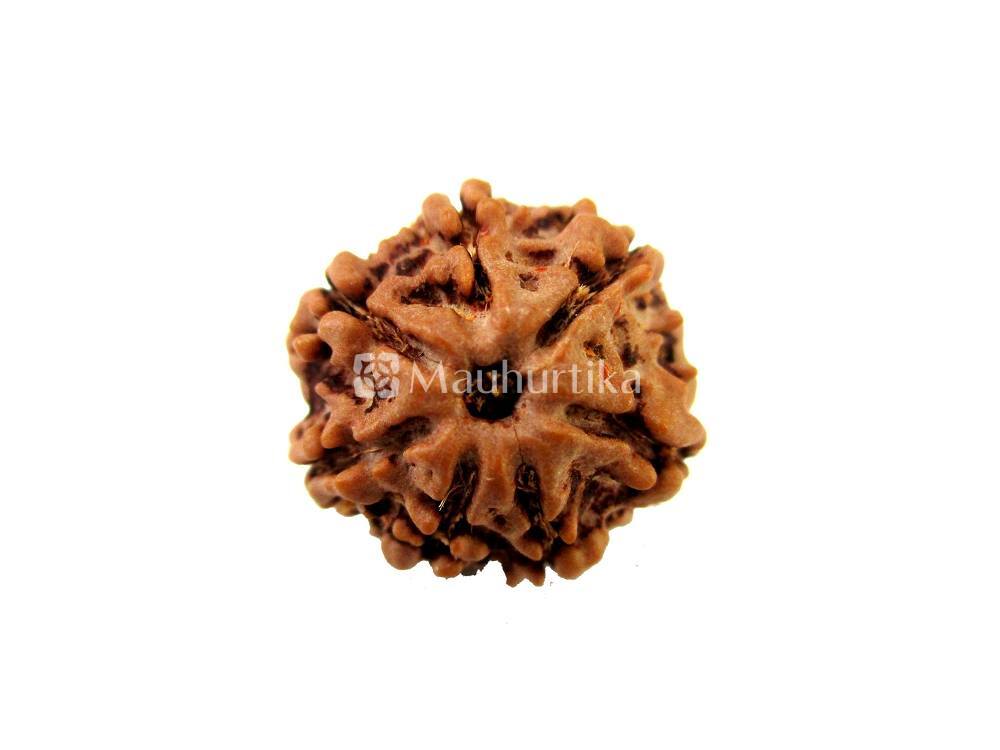 3 Mukhi, 4 Mukhi, 5 Mukhi, 6 Mukhi, 7 Mukhi Nepali Rudraksha Combo Pack - Lab Certified