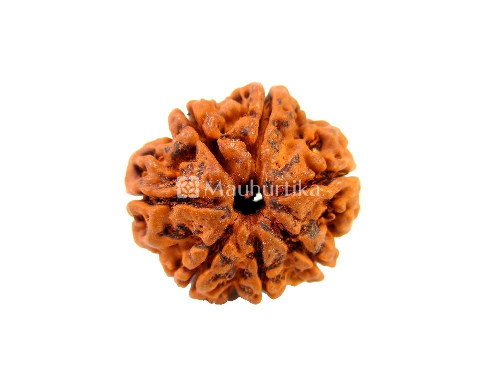 4 Mukhi, 5 Mukhi, 6 Mukhi, 7 Mukhi Nepali Rudraksha Combo Pack - Lab Certified