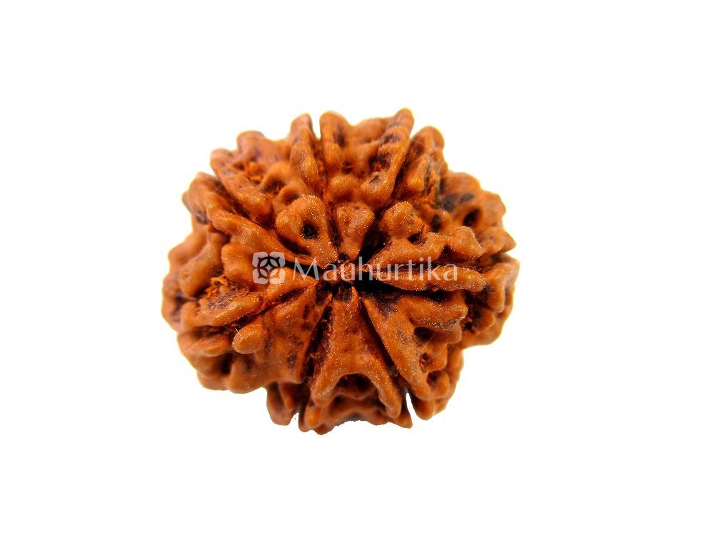 7 Mukhi Nepali Rudraksha - Lab Certified