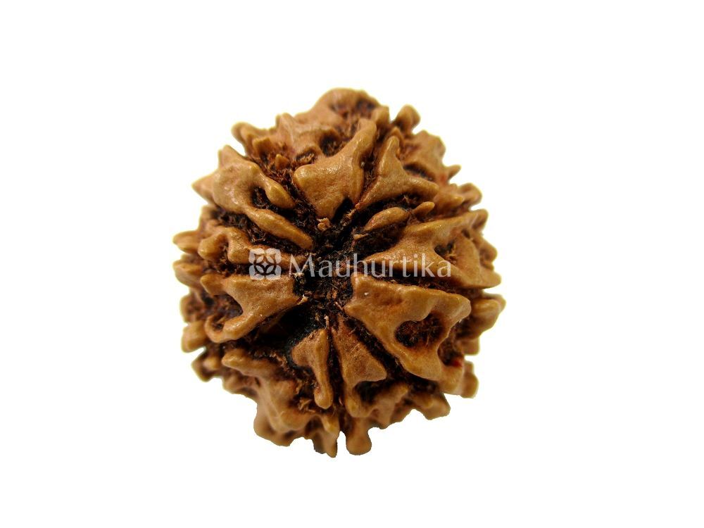 9 Mukhi Nepali Rudraksha - Lab Certified