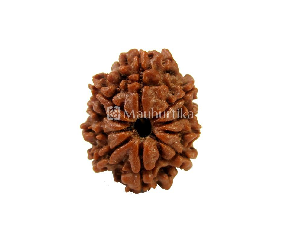 10 Mukhi Nepali Rudraksha - Lab Certified
