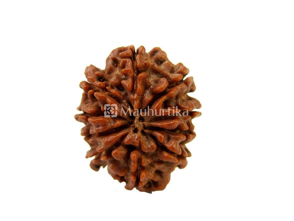 10 Mukhi Nepali Rudraksha - Lab Certified