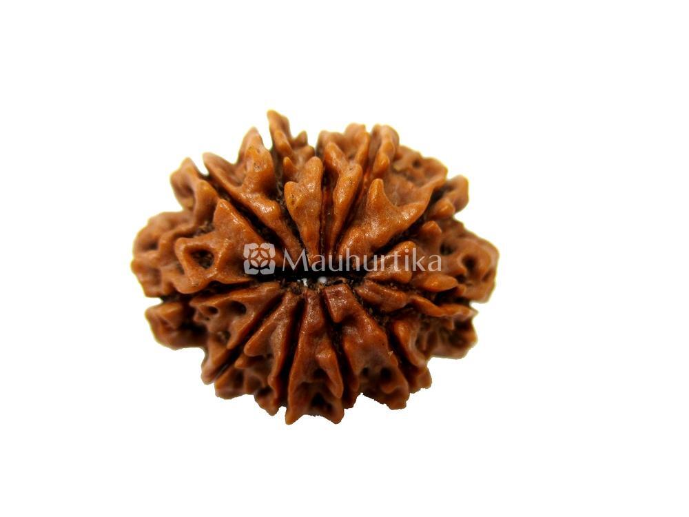 11 Mukhi Nepali Rudraksha - Lab Certified