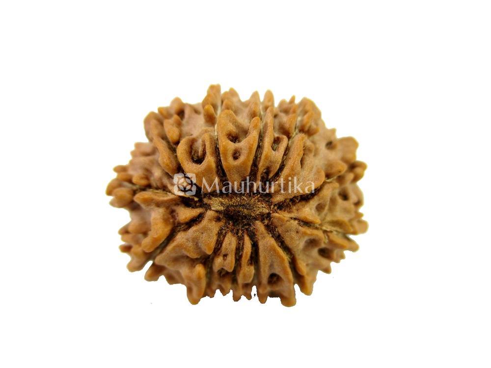 12 Mukhi Nepali Rudraksha - Lab Certified