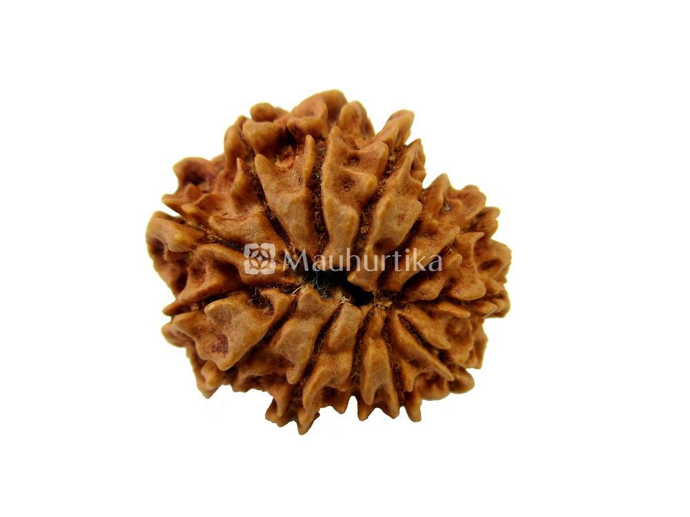 13 Mukhi Nepali Rudraksha - Lab Certified