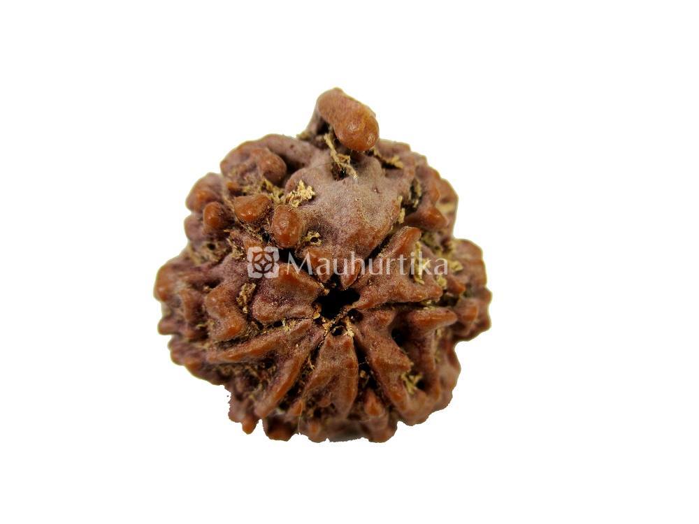 Ganesh Nepali Rudraksha - Lab Certified