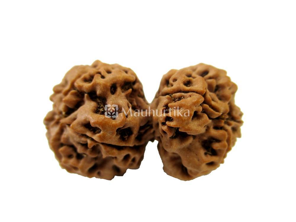 Gauri Shankar Nepali Rudraksha - Lab Certified
