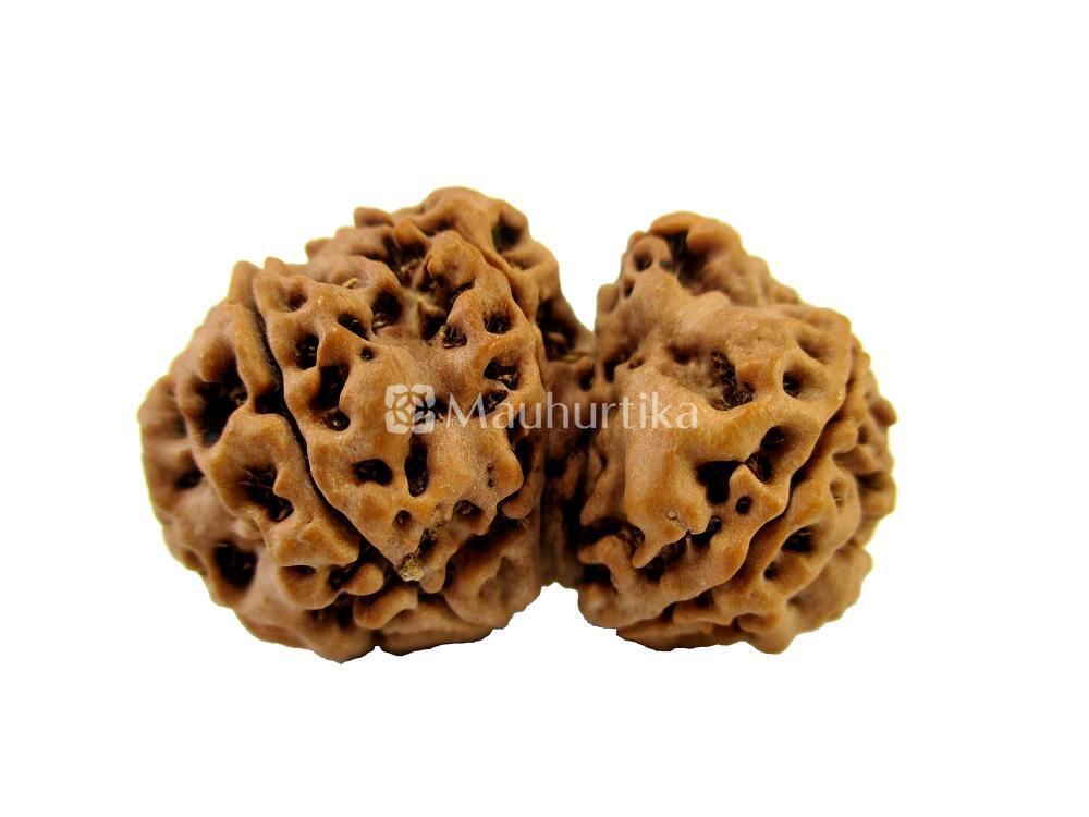 Gauri Shankar Nepali Rudraksha - Lab Certified