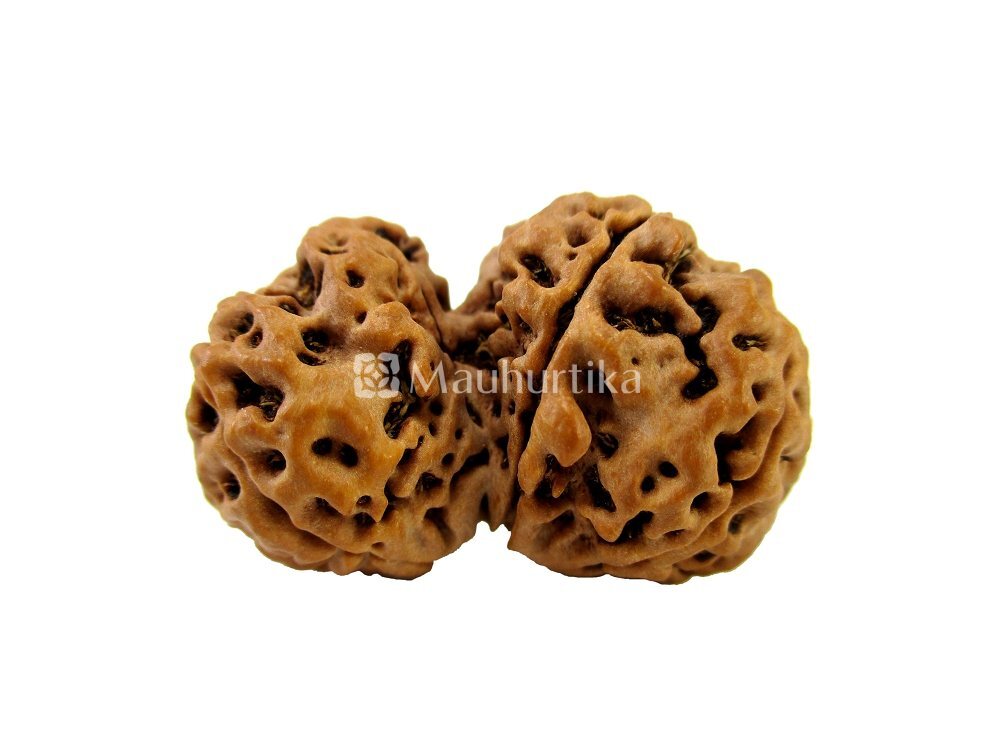 Gauri Shankar Nepali Rudraksha - Lab Certified