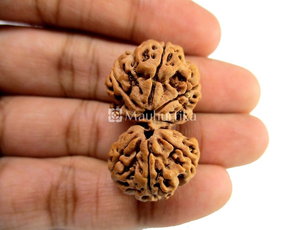 Gauri Shankar Nepali Rudraksha - Lab Certified