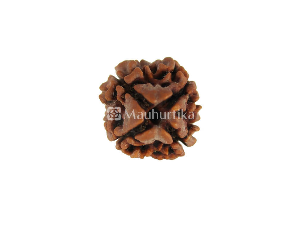 4 Mukhi, 5 Mukhi, 6 Mukhi, 7 Mukhi Nepali Rudraksha Combo Pack - Lab Certified