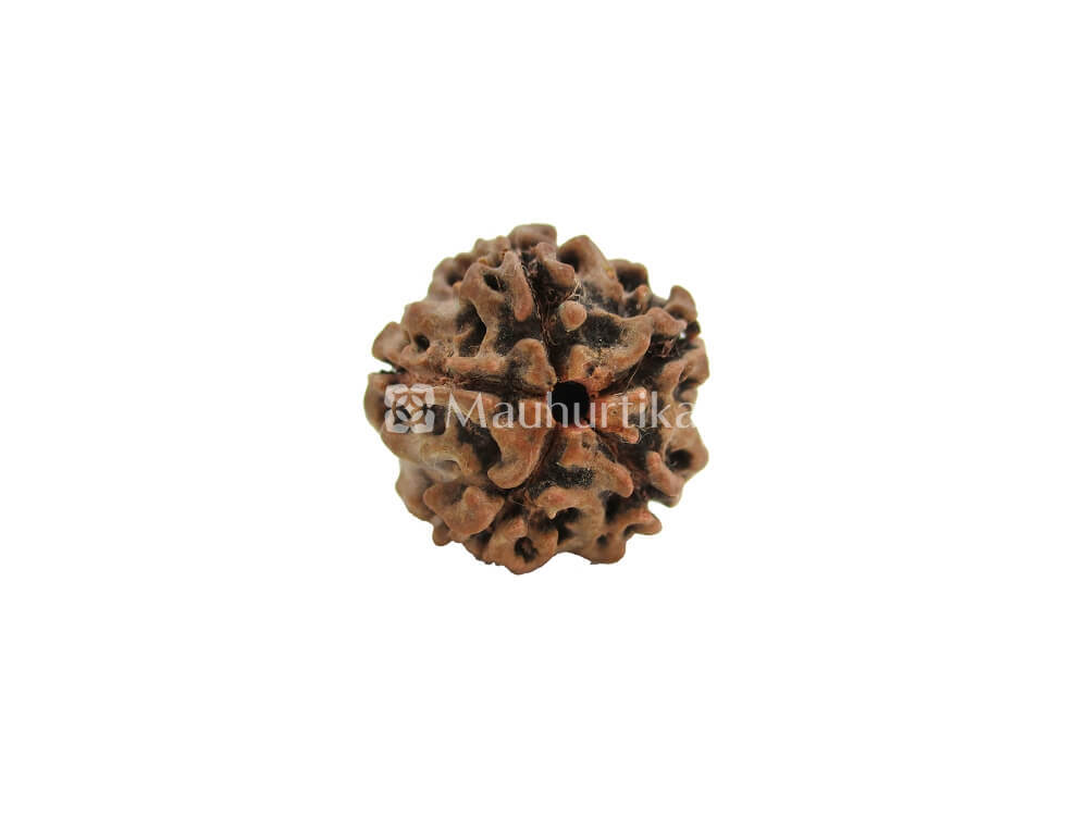 4 Mukhi, 5 Mukhi, 6 Mukhi, 7 Mukhi Nepali Rudraksha Combo Pack - Lab Certified