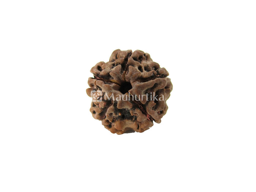 3 Mukhi, 4 Mukhi, 5 Mukhi, 6 Mukhi, 7 Mukhi Nepali Rudraksha Combo Pack - Lab Certified
