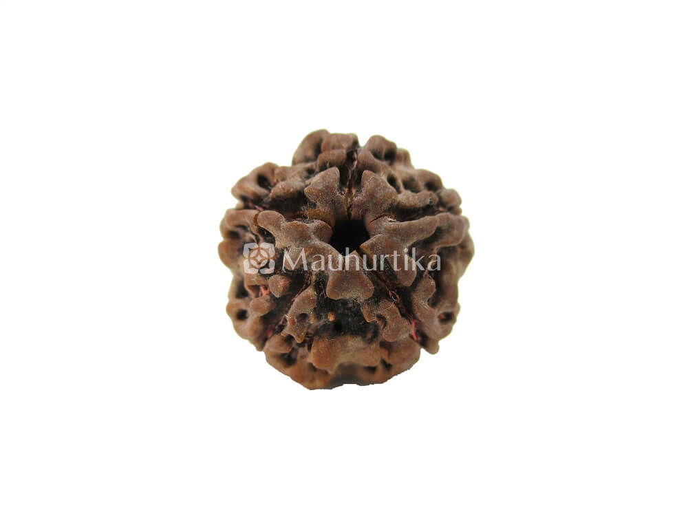 4 Mukhi, 5 Mukhi, 6 Mukhi Nepali Rudraksha Combo Pack - Lab Certified
