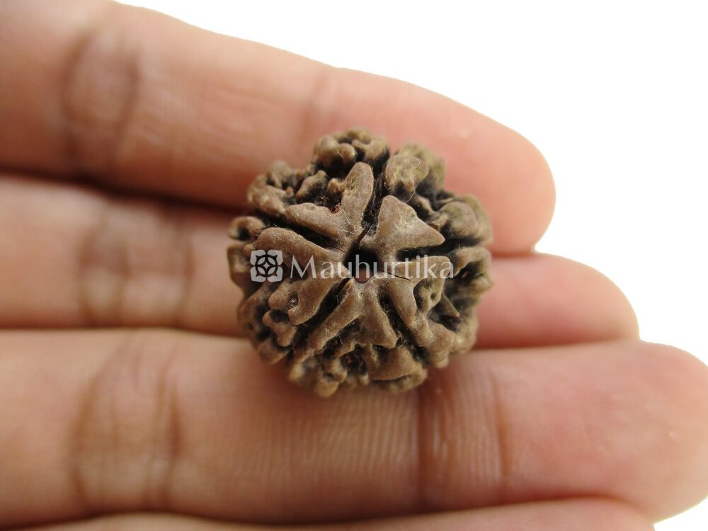 3 Mukhi, 4 Mukhi, 5 Mukhi, 6 Mukhi, 7 Mukhi Nepali Rudraksha Combo Pack - Lab Certified
