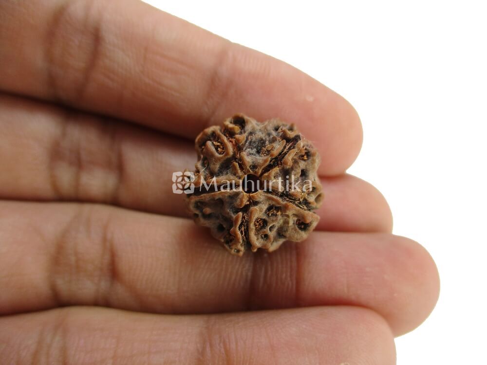 4 Mukhi, 5 Mukhi, 6 Mukhi Nepali Rudraksha Combo Pack - Lab Certified