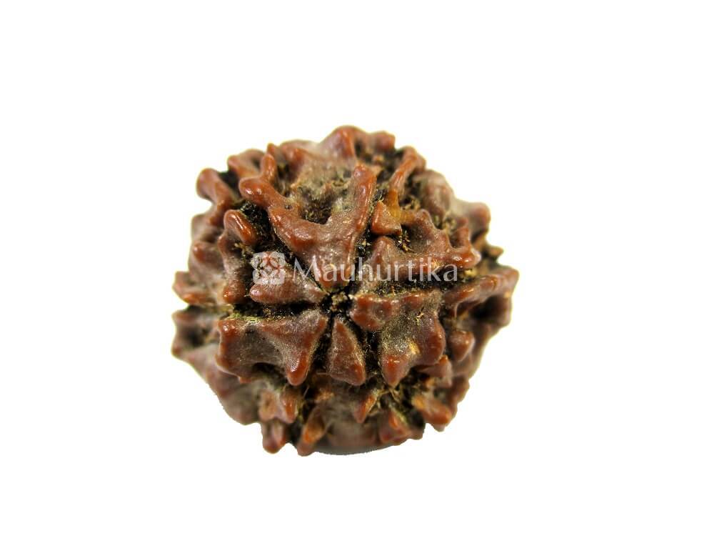 6 Mukhi Nepali Rudraksha - Lab Certified