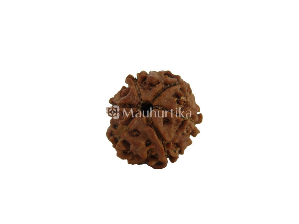 6 Mukhi Nepali Rudraksha - Lab Certified