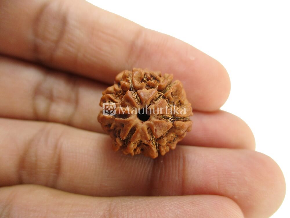 6 Mukhi Nepali Rudraksha - Lab Certified