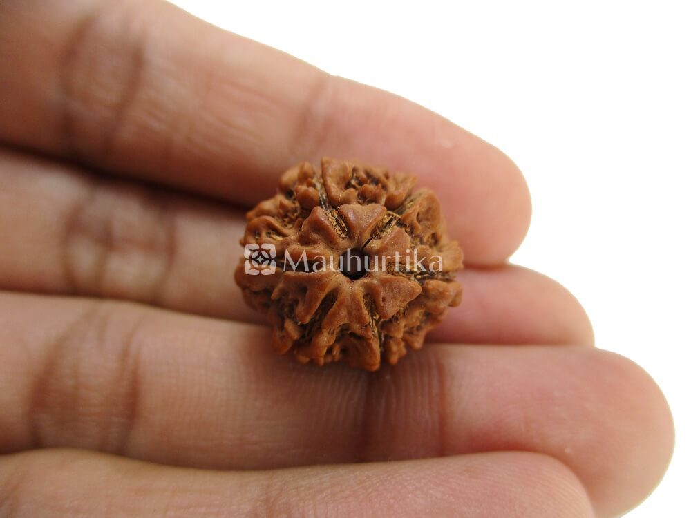 6 Mukhi Nepali Rudraksha - Lab Certified
