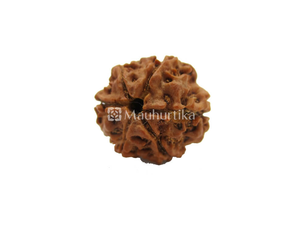 4 Mukhi, 5 Mukhi, 6 Mukhi, 7 Mukhi Nepali Rudraksha Combo Pack - Lab Certified