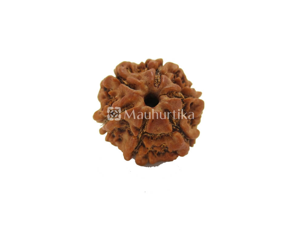 4 Mukhi, 5 Mukhi, 6 Mukhi Nepali Rudraksha Combo Pack - Lab Certified