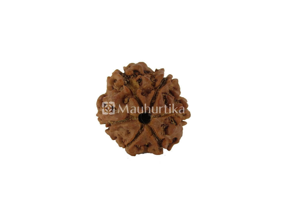 3 Mukhi, 4 Mukhi, 5 Mukhi, 6 Mukhi, 7 Mukhi Nepali Rudraksha Combo Pack - Lab Certified