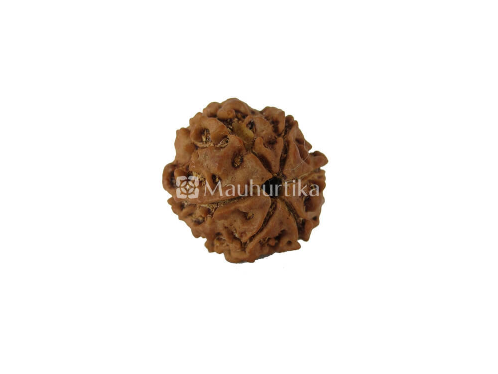 4 Mukhi, 5 Mukhi, 6 Mukhi Nepali Rudraksha Combo Pack - Lab Certified
