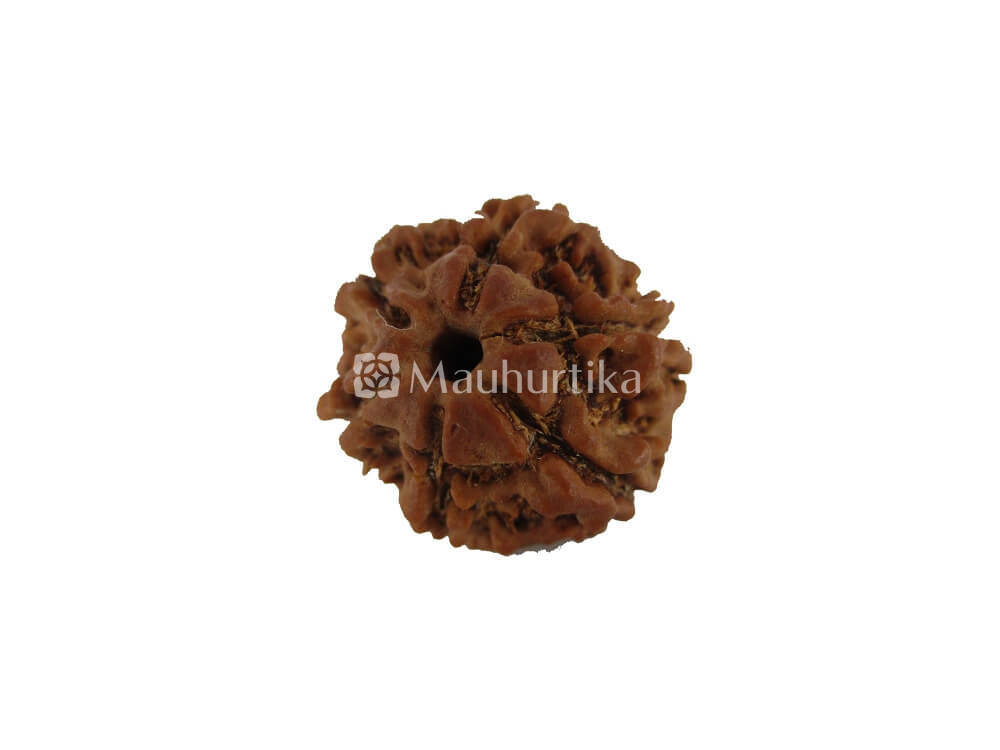 6 Mukhi Nepali Rudraksha - Lab Certified