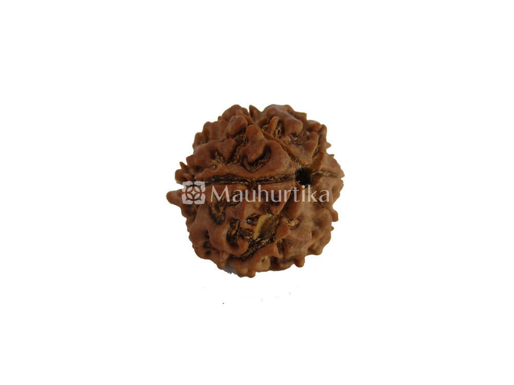 6 Mukhi Nepali Rudraksha - Lab Certified