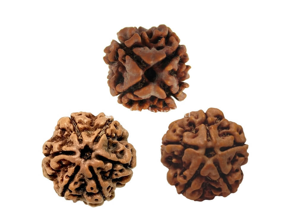 4 Mukhi, 5 Mukhi, 6 Mukhi Nepali Rudraksha Combo Pack - Lab Certified