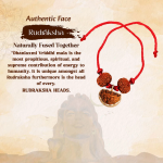 Dhanlaxmi Vriddhi Mala/Bracelet - 1 Mukhi and 9 Mukhi Rudraksha