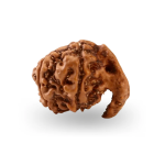 Ganesha Rudraksha