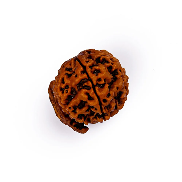 Ganesha Rudraksha