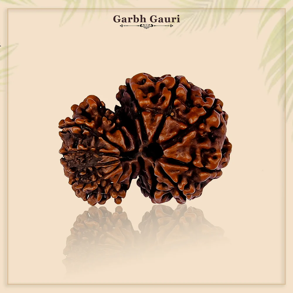 Garbh Gauri Shankar Rudraksha