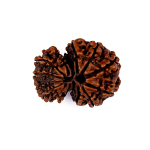 Garbh Gauri Shankar Rudraksha