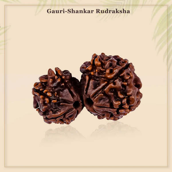 Gauri Shankar Rudraksha