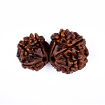 Gauri Shankar Rudraksha