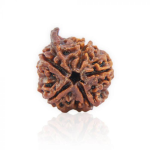 Ganesha Rudraksha