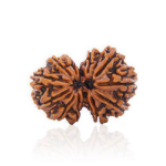 Gauri Shankar Rudraksha