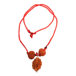 Swasth Vriddhi Mala/Bracelet - 7 Mukhi and 2 Mukhi Rudraksha