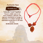 Swasth Vriddhi Mala/Bracelet - 7 Mukhi and 2 Mukhi Rudraksha