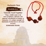 Vidya Vriddhi Mala / Bracelet - 4 Mukhi and 5 Mukhi Rudraksha